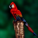 Illustration for article titled Your Mind Will Be Blown When You Realize This Isnt a Parrot